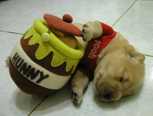 cute_puppy_pooh-thumb.jpg