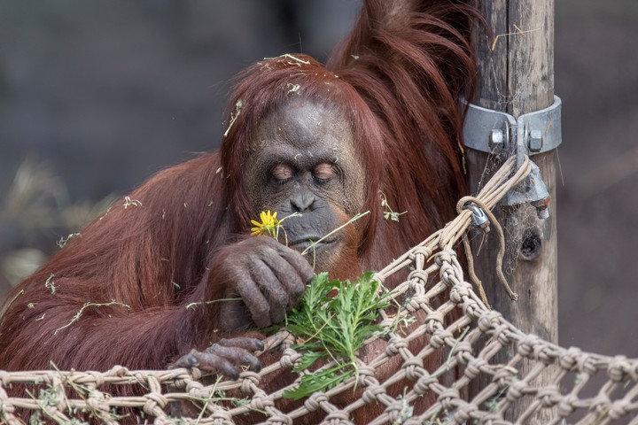 la-orangutana-sandra-declarada-por___G2wIvvyh_720x0__1.jpg